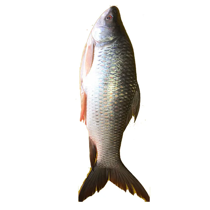 Magur fish per pkt - Master