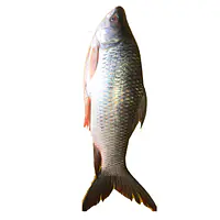 Magur fish per pkt - Master