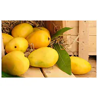 Mango Pakistan Big Box - Master