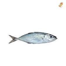 Mackerel Half Box 12.5kg. - Master