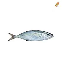 Mackerel Half Box 12.5kg. - Master
