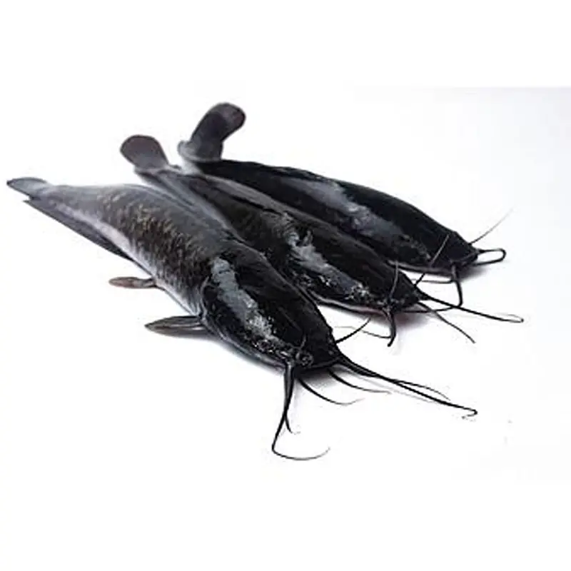 Catfish Ngola 400g-600g Per Kg. - Master