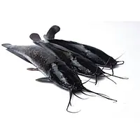 Catfish Ngola 400g-600g Per Kg. - Master
