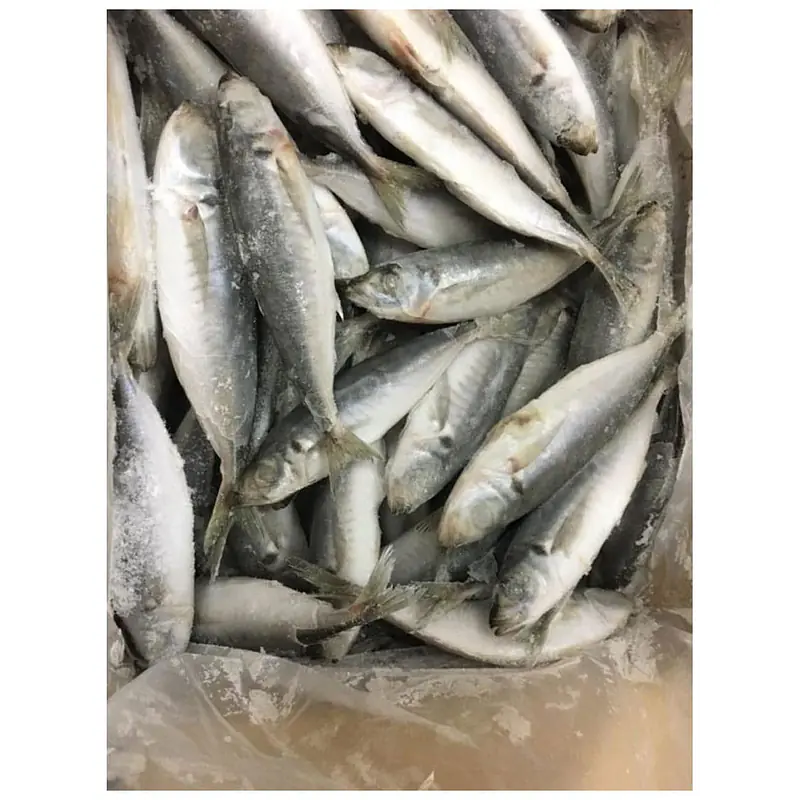Hors Mackerel Per Box 10kg. - Master